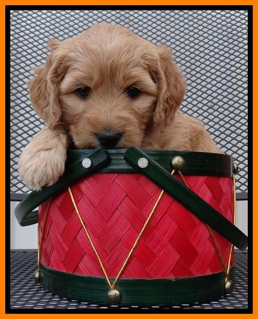 TB pups 5 wks old 331