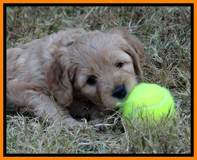 TB pups 5 wks old 351