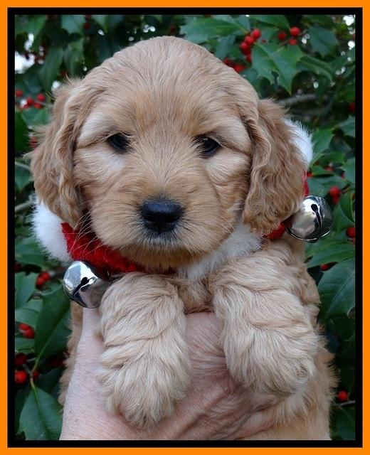 TB pups 6 weeks old 381