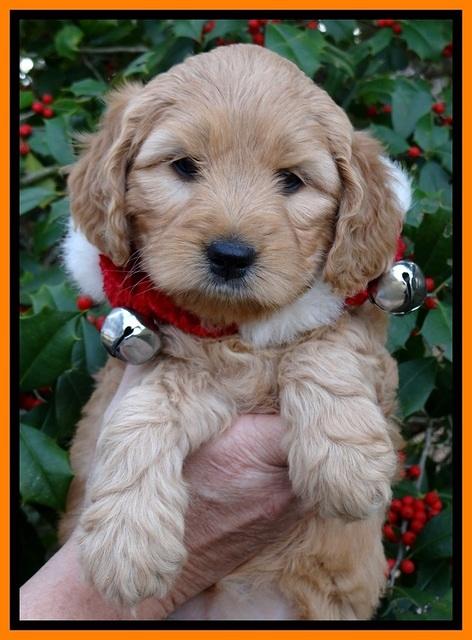 TB pups 6 weeks old 411