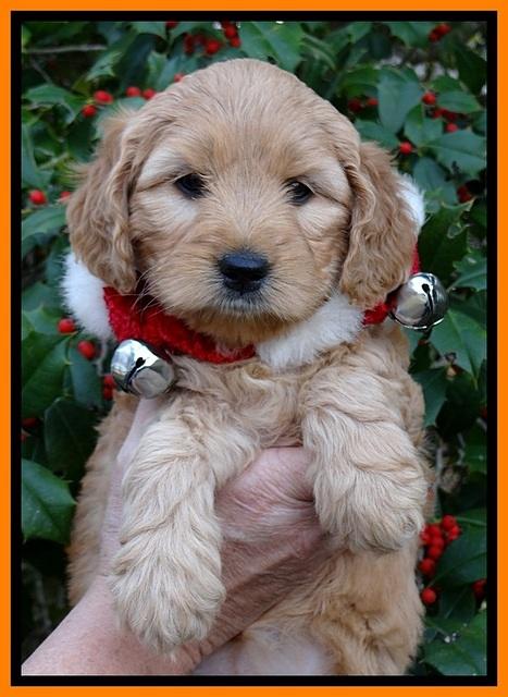 TB pups 6 weeks old 421