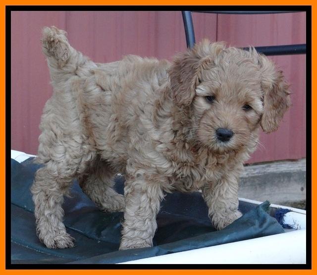 TB pups 6.5 wks old 22