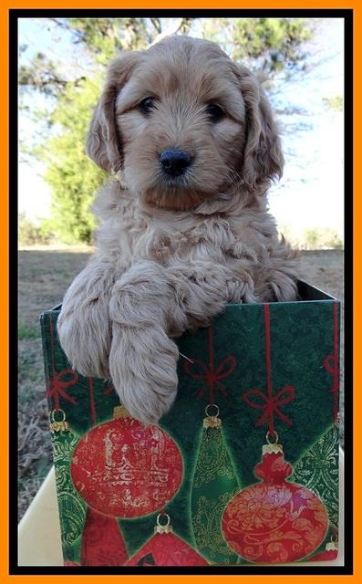 TB pups 7 wks old 221