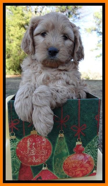 TB pups 7 wks old 231