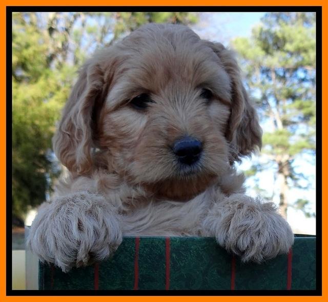 TB pups 7 wks old 241