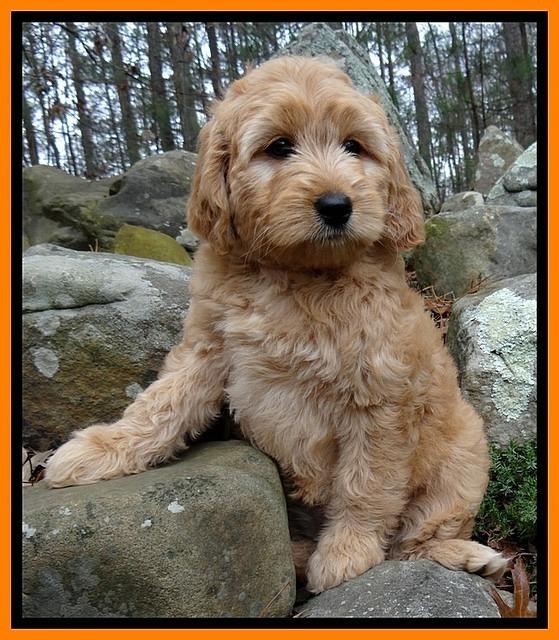TB pups 9 wks old 21