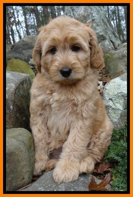 TB pups 9 wks old 31