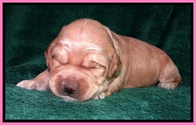 TB pups 2 wks old 22