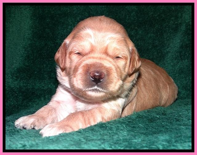 TB pups 2 wks old 52