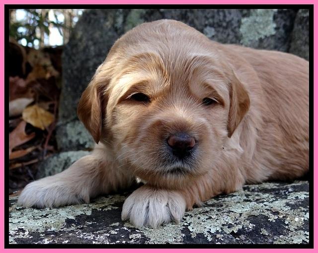 TB pups 3 wks old 101