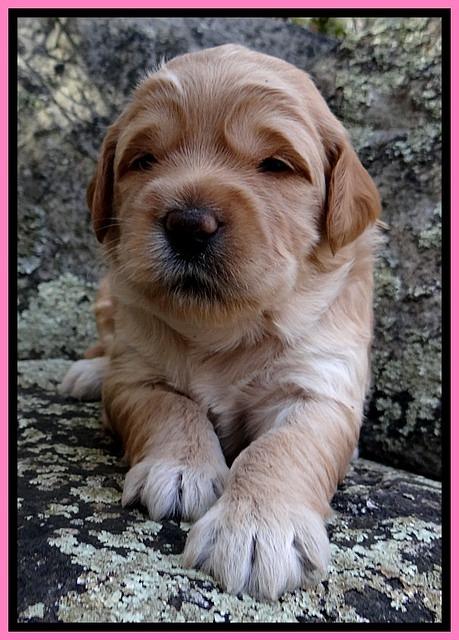 TB pups 3 wks old 121