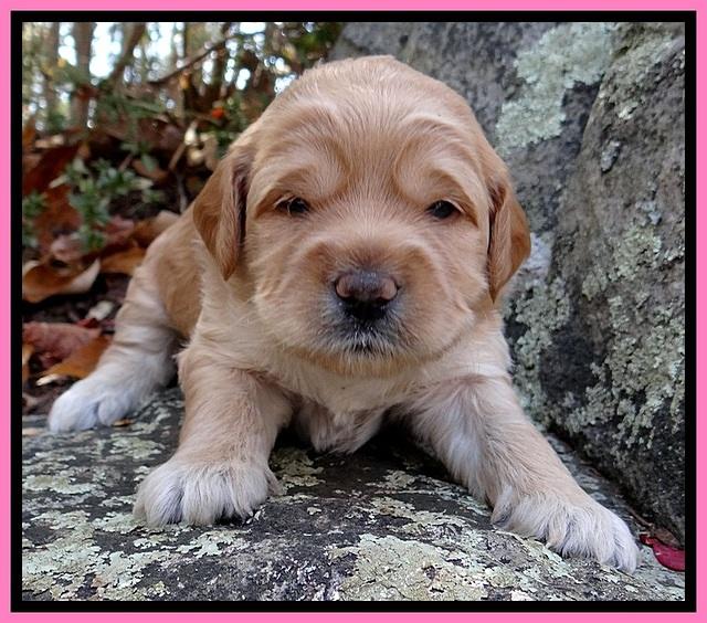 TB pups 3 wks old 91