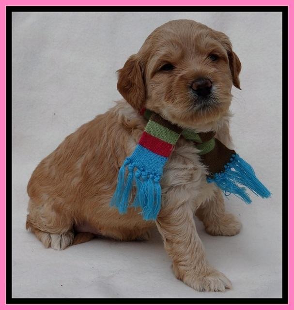 TB pups 4 wks old 201