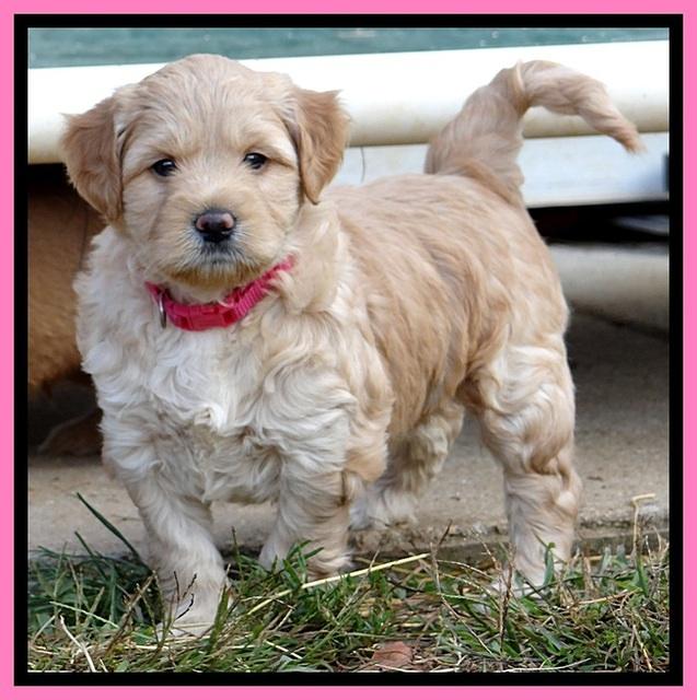 TB pups 5 wks old 11