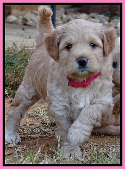 TB pups 5 wks old 31