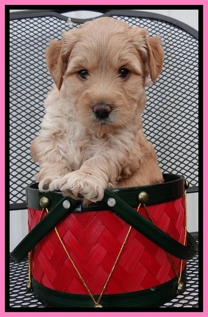 TB pups 5 wks old 51