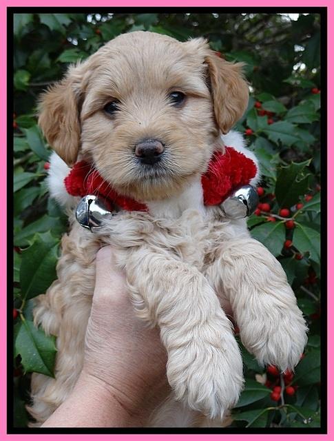 TB pups 6 weeks old 141