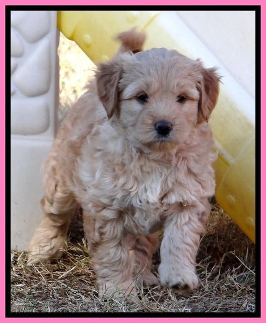 TB pups 6.5 wks old 4100