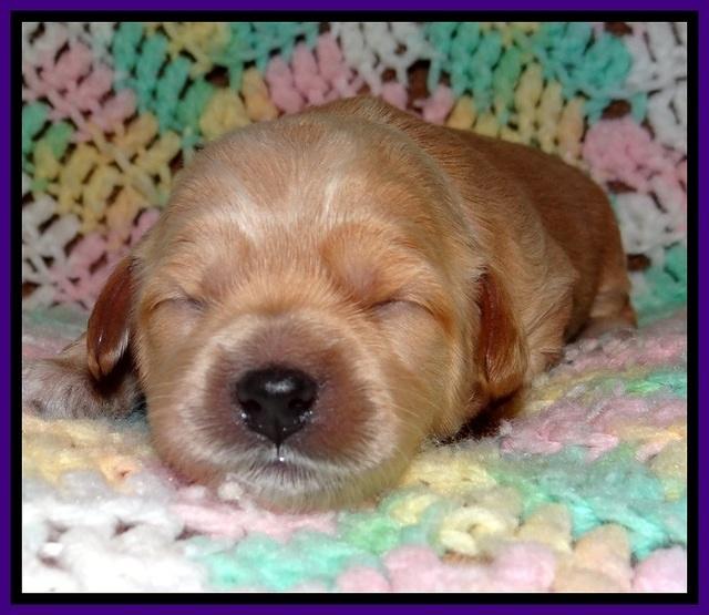 TB pups 2 wks old 111