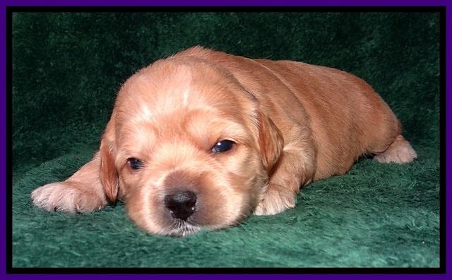 TB pups 2 wks old 172