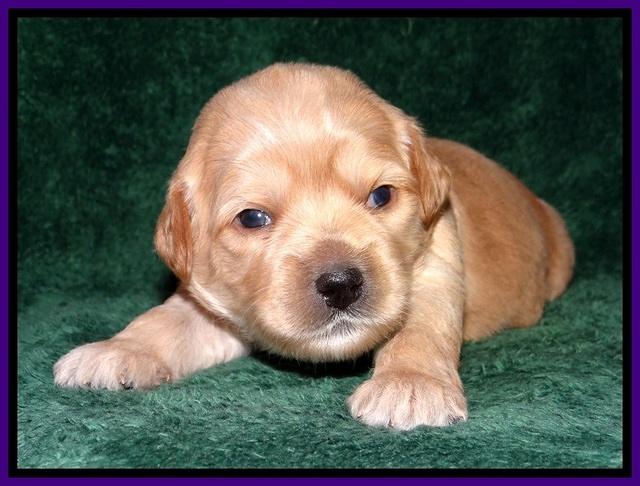 TB pups 2 wks old 182