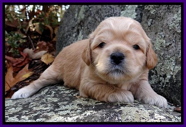 TB pups 3 wks old 131