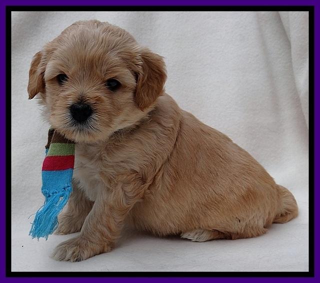 TB pups 4 wks old 121