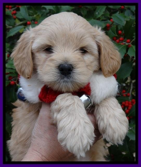 TB pups 6 weeks old 541