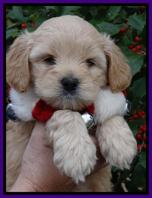 TB pups 6 weeks old 551