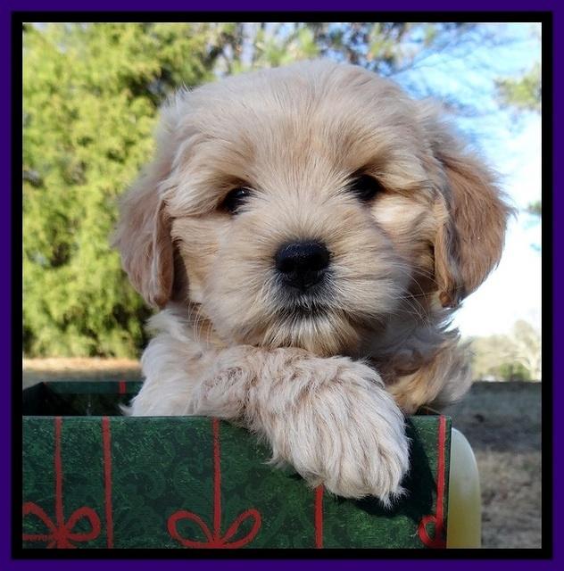 TB pups 7 wks old 331