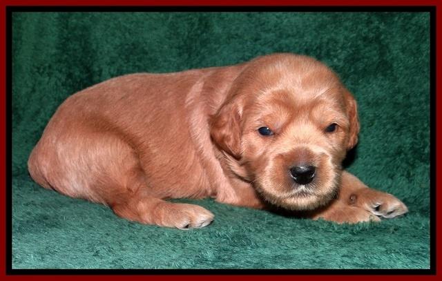 TB pups 2 wks old 102