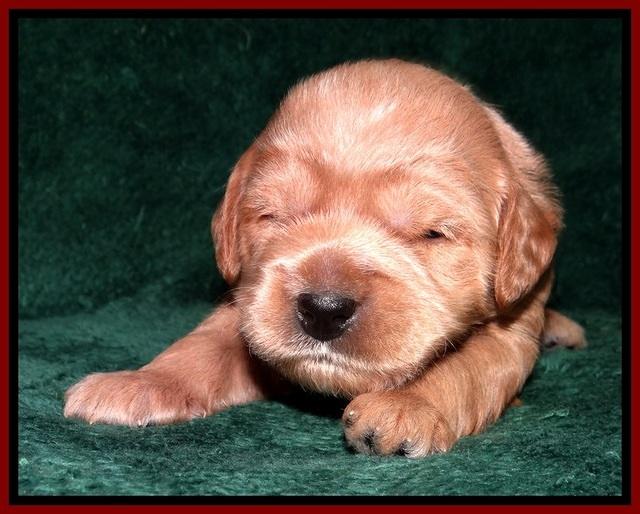TB pups 2 wks old 122
