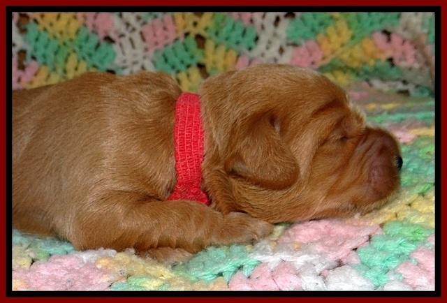 TB pups 2 wks old 291