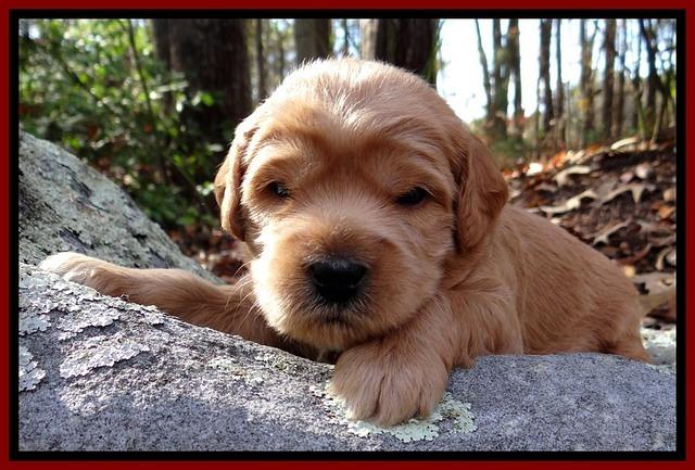 TB pups 3 wks old 381