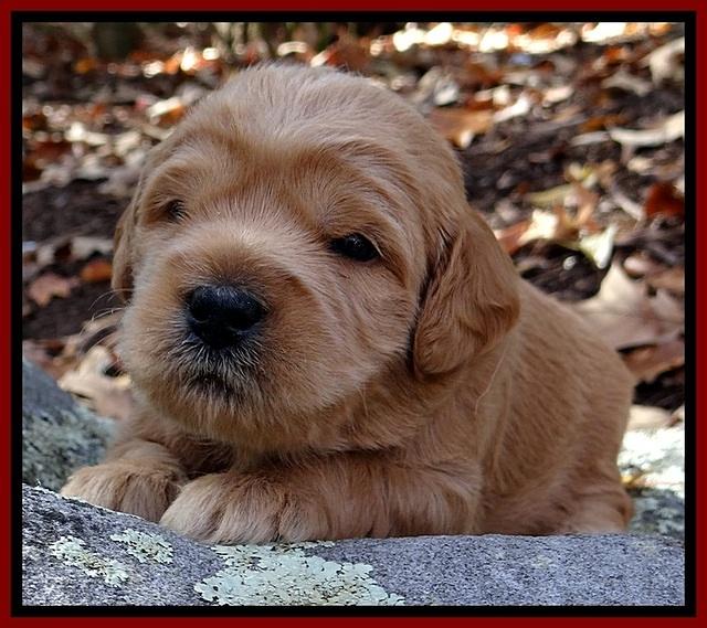 TB pups 3 wks old 391