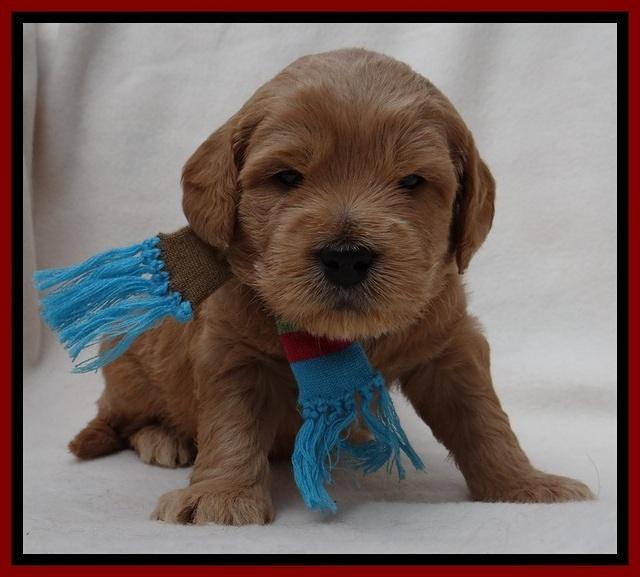 TB pups 4 wks old 161