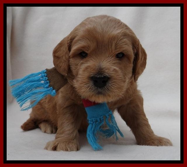 TB pups 4 wks old 171