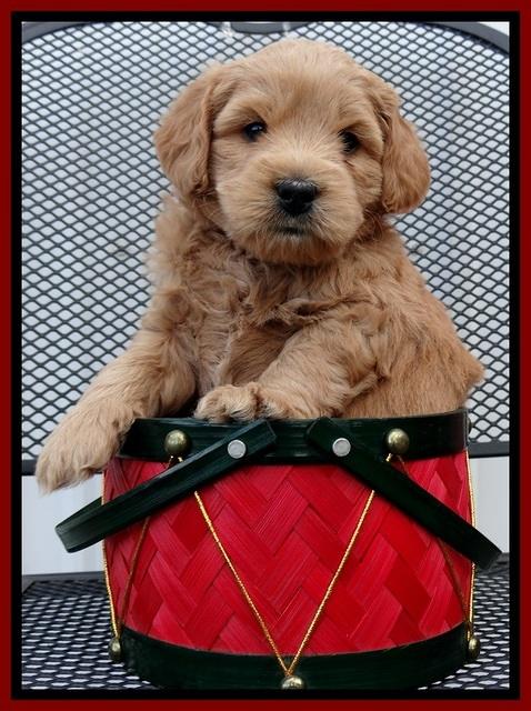 TB pups 5 wks old 271