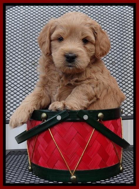 TB pups 5 wks old 281