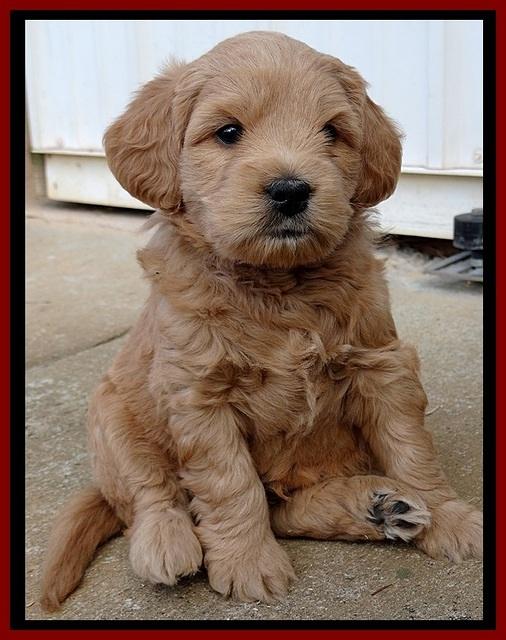 TB pups 5 wks old 301