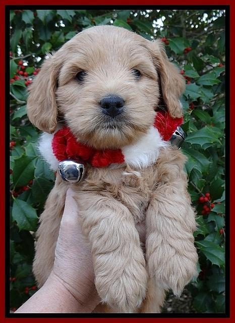 TB pups 6 weeks old 461