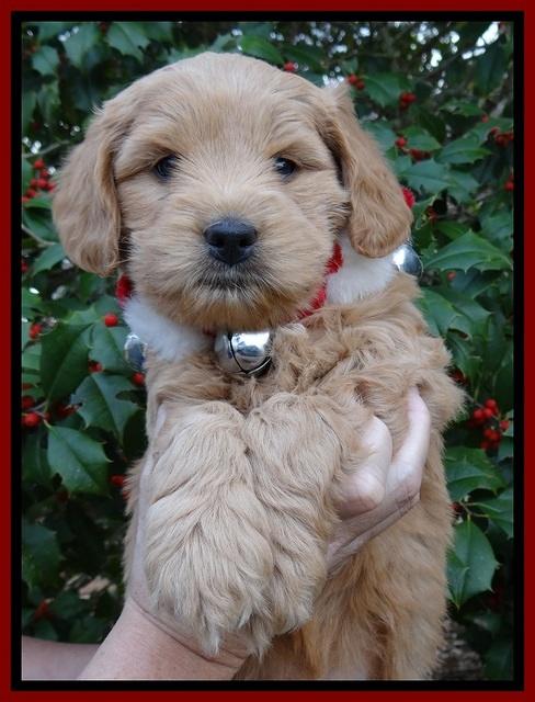 TB pups 6 weeks old 511