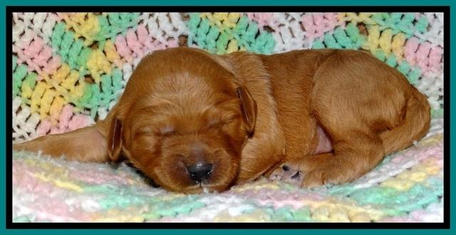 TB pups 2 wks old 181