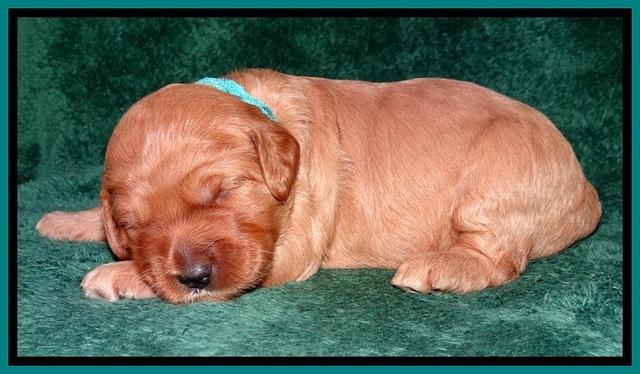 TB pups 2 wks old 282