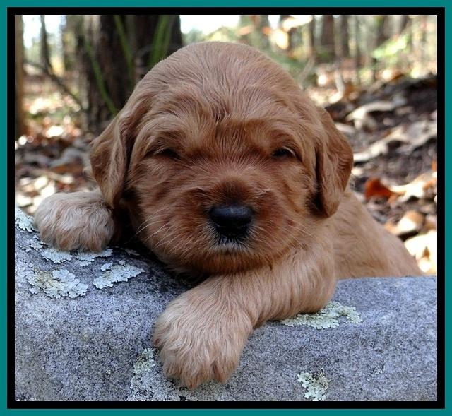 TB pups 3 wks old 241