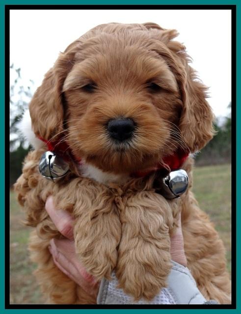 TB pups 6 weeks old 21