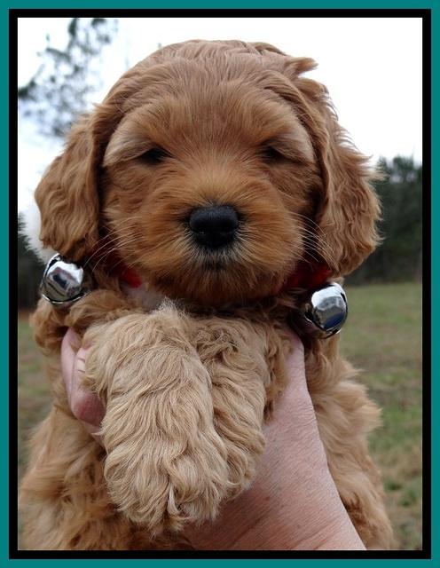 TB pups 6 weeks old 51