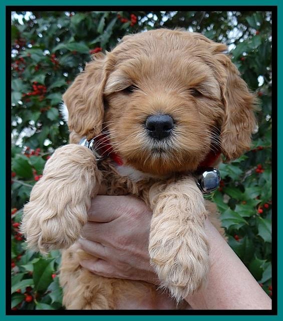 TB pups 6 weeks old 61