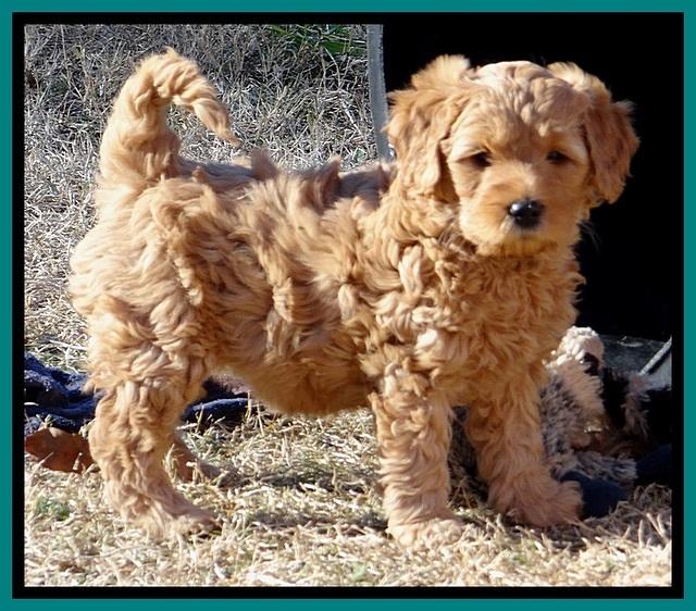 TB pups 6.5 wks old 5100