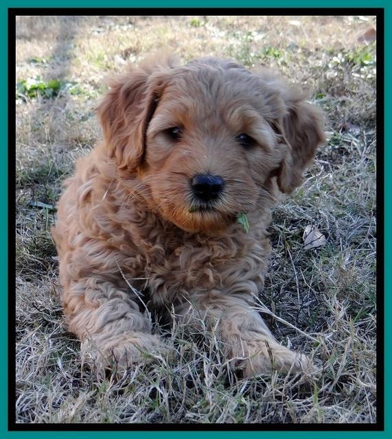 TB pups 6.5 wks old 6100